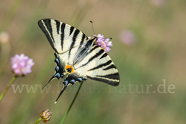 Segelfalter (Iphiclides podalirius)