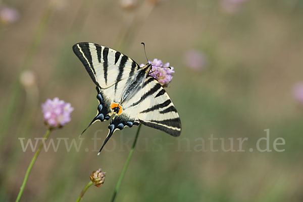 Segelfalter (Iphiclides podalirius)