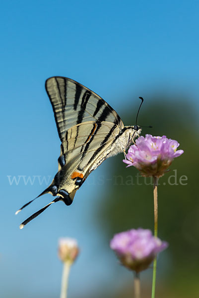 Segelfalter (Iphiclides podalirius)