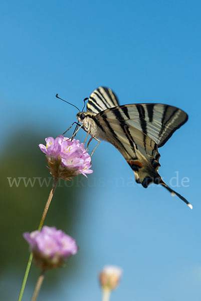 Segelfalter (Iphiclides podalirius)