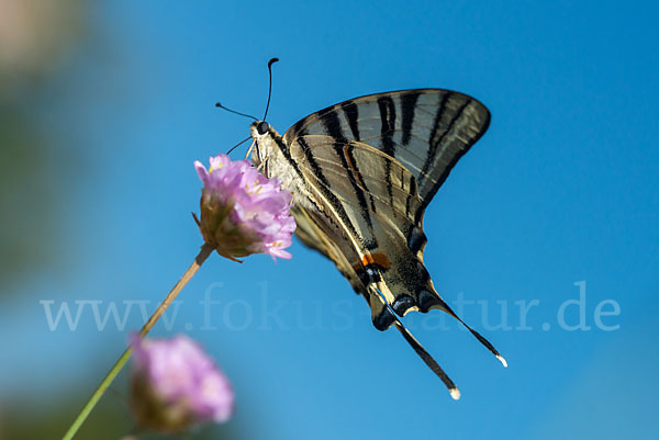 Segelfalter (Iphiclides podalirius)