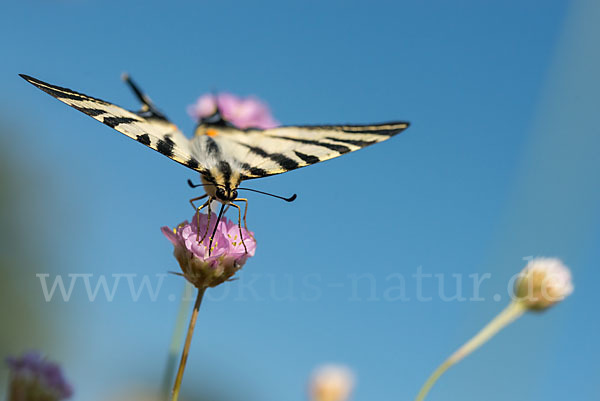 Segelfalter (Iphiclides podalirius)