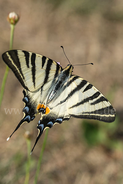 Segelfalter (Iphiclides podalirius)