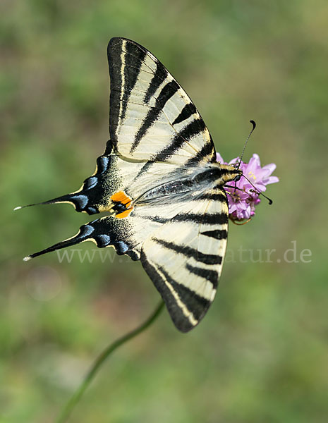 Segelfalter (Iphiclides podalirius)