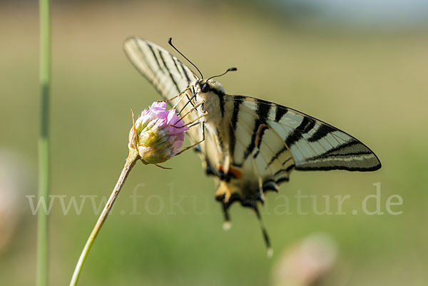 Segelfalter (Iphiclides podalirius)