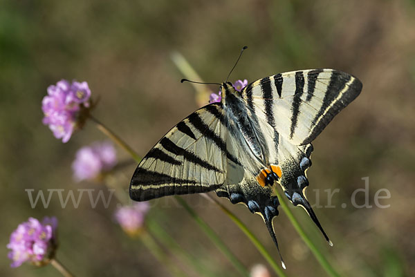 Segelfalter (Iphiclides podalirius)