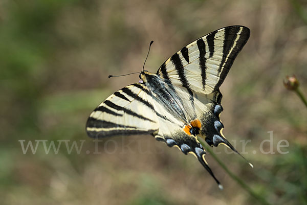 Segelfalter (Iphiclides podalirius)