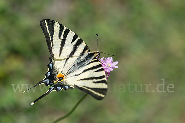 Segelfalter (Iphiclides podalirius)