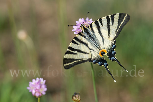 Segelfalter (Iphiclides podalirius)