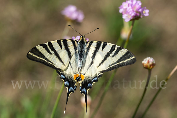 Segelfalter (Iphiclides podalirius)