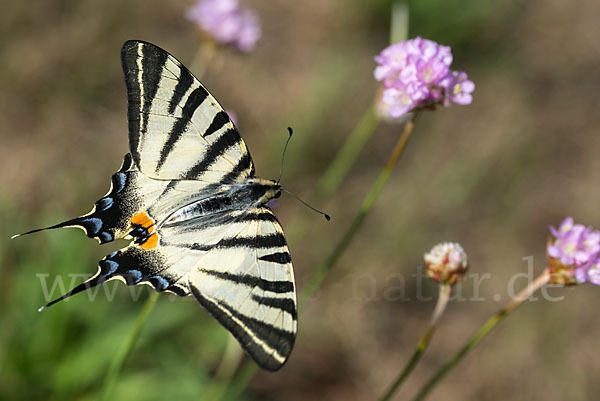 Segelfalter (Iphiclides podalirius)