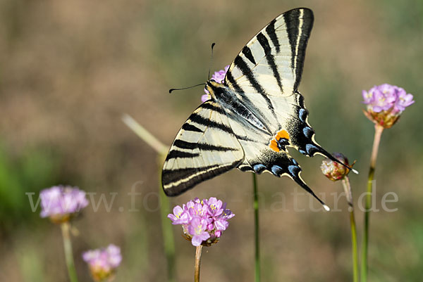 Segelfalter (Iphiclides podalirius)