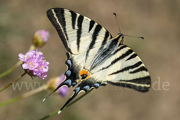 Segelfalter (Iphiclides podalirius)