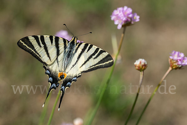 Segelfalter (Iphiclides podalirius)