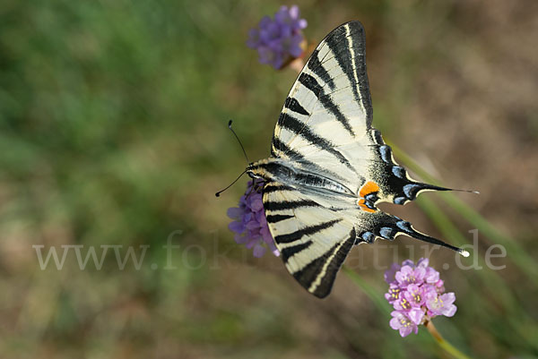 Segelfalter (Iphiclides podalirius)