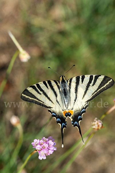 Segelfalter (Iphiclides podalirius)