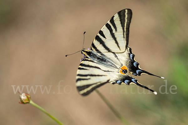 Segelfalter (Iphiclides podalirius)