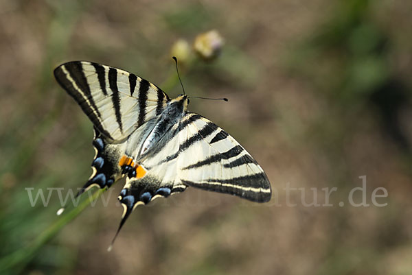 Segelfalter (Iphiclides podalirius)