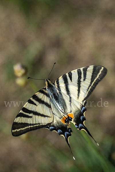 Segelfalter (Iphiclides podalirius)