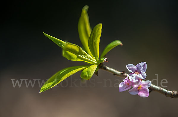 Seidelbast (Daphne mezereum)