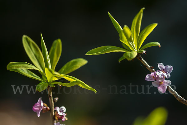 Seidelbast (Daphne mezereum)