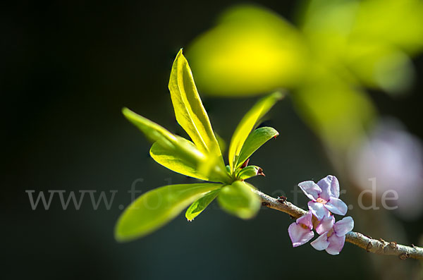 Seidelbast (Daphne mezereum)