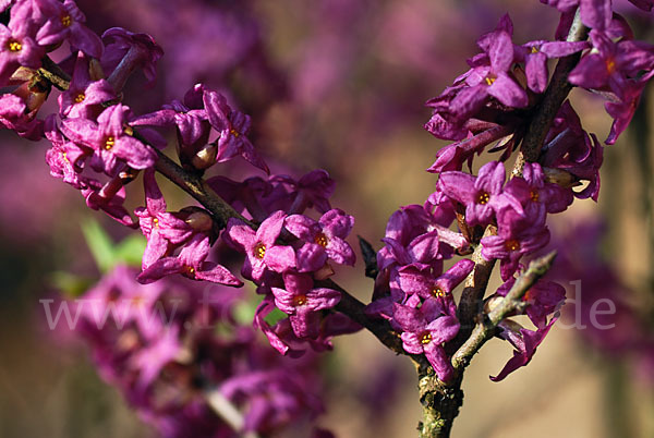 Seidelbast (Daphne mezereum)