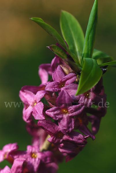 Seidelbast (Daphne mezereum)