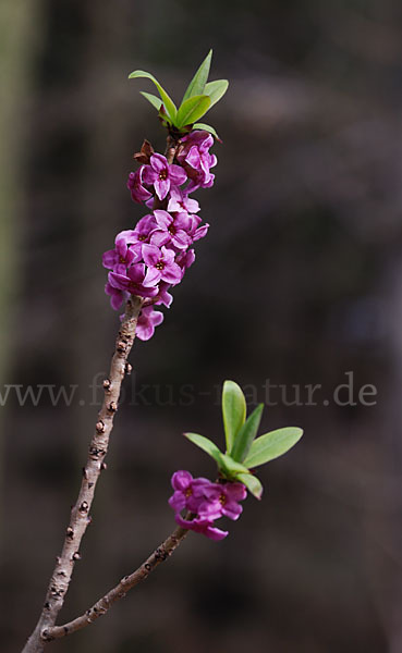 Seidelbast (Daphne mezereum)