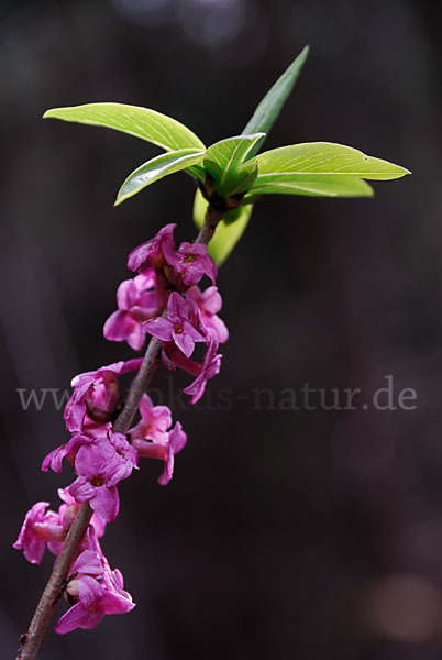 Seidelbast (Daphne mezereum)