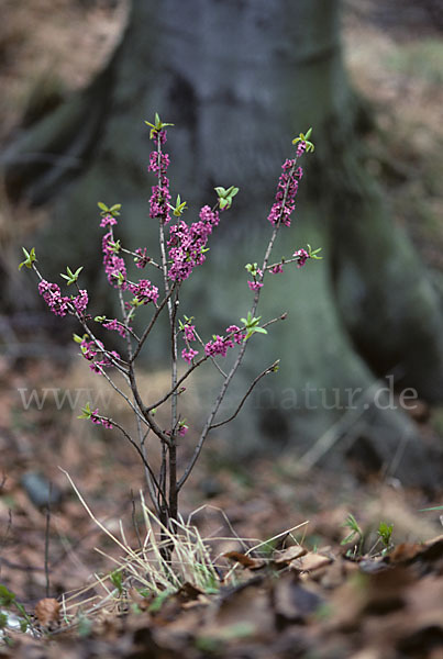 Seidelbast (Daphne mezereum)