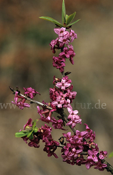 Seidelbast (Daphne mezereum)