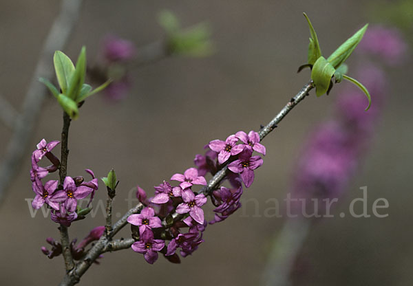 Seidelbast (Daphne mezereum)