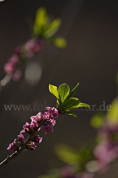 Seidelbast (Daphne mezereum)