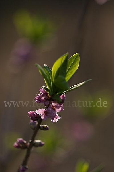 Seidelbast (Daphne mezereum)