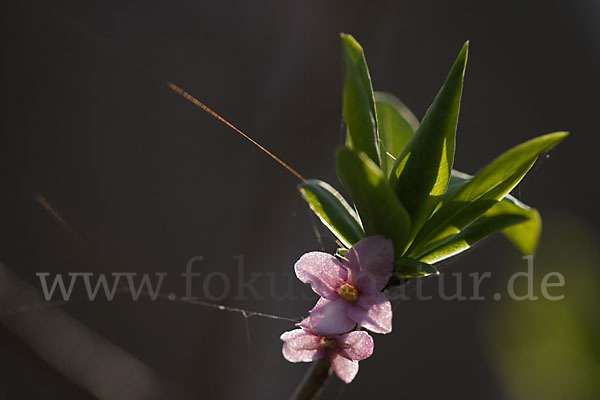 Seidelbast (Daphne mezereum)