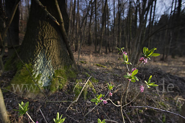 Seidelbast (Daphne mezereum)