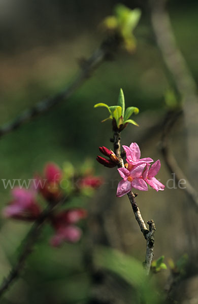 Seidelbast (Daphne mezereum)