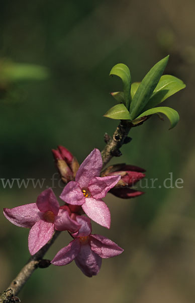 Seidelbast (Daphne mezereum)