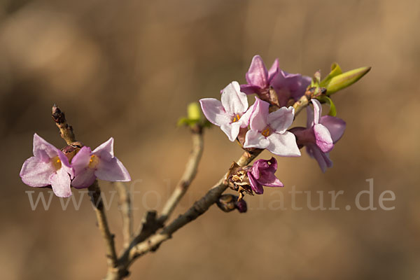 Seidelbast (Daphne mezereum)