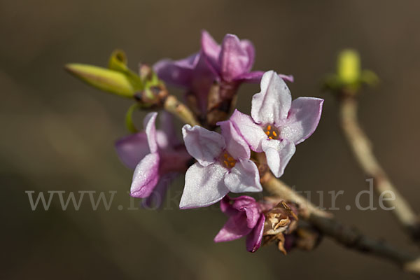 Seidelbast (Daphne mezereum)