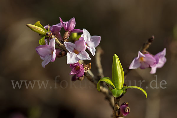 Seidelbast (Daphne mezereum)