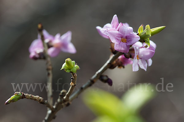 Seidelbast (Daphne mezereum)