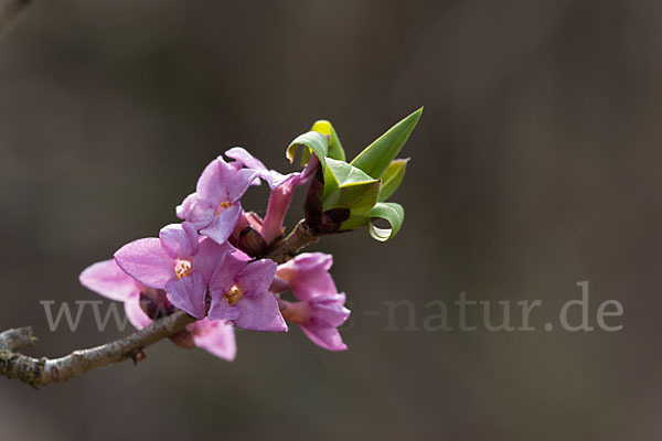 Seidelbast (Daphne mezereum)