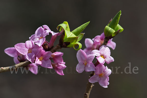 Seidelbast (Daphne mezereum)