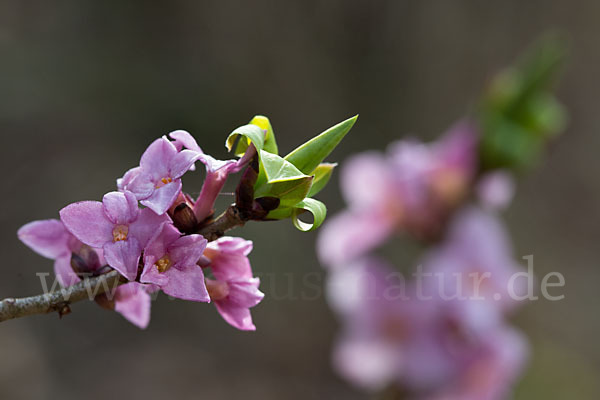 Seidelbast (Daphne mezereum)