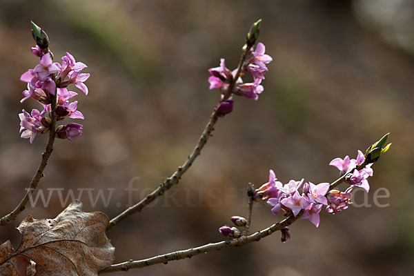 Seidelbast (Daphne mezereum)