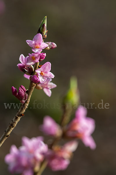 Seidelbast (Daphne mezereum)