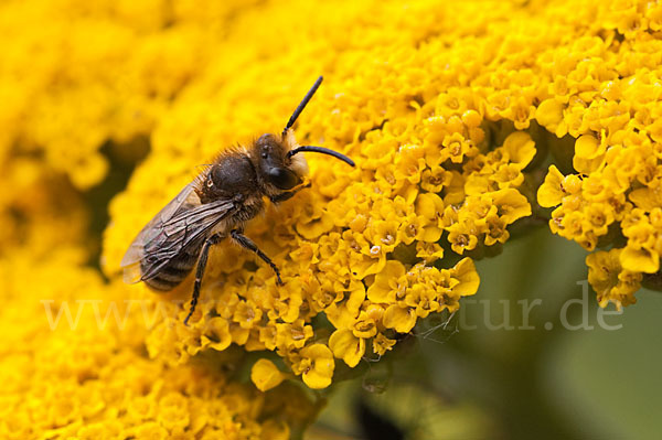 Seidenbiene spec. (Colletes spec)