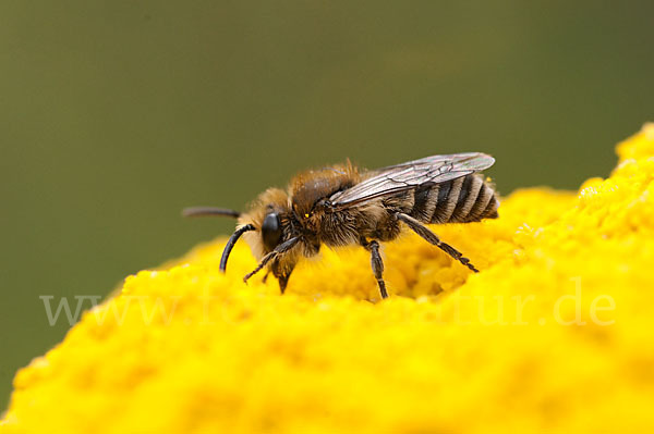 Seidenbiene spec. (Colletes spec)